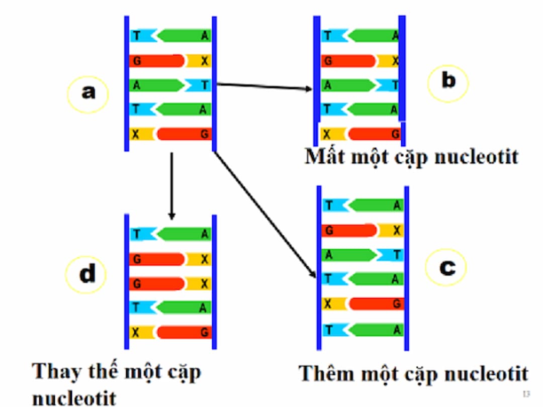 Các rủi ro có thể gây ra bởi việc sử dụng đột biến gen.