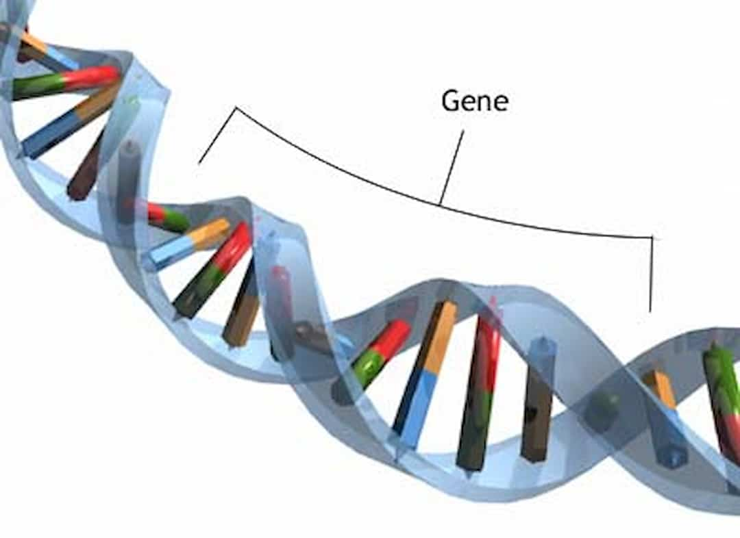 Hiệu quả của Đột Biến Gen trong Sinh Học