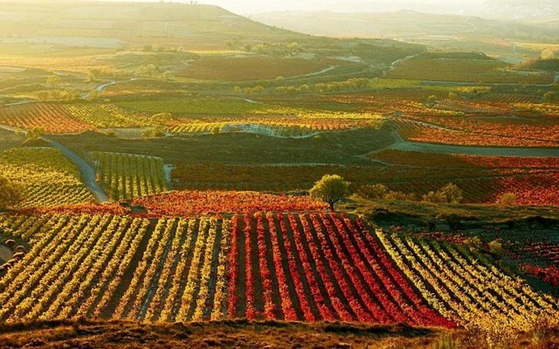 Các giống nho làm rượu vang đầu tiên được trồng ở Chile bởi các giáo sĩ Tây Ban Nha